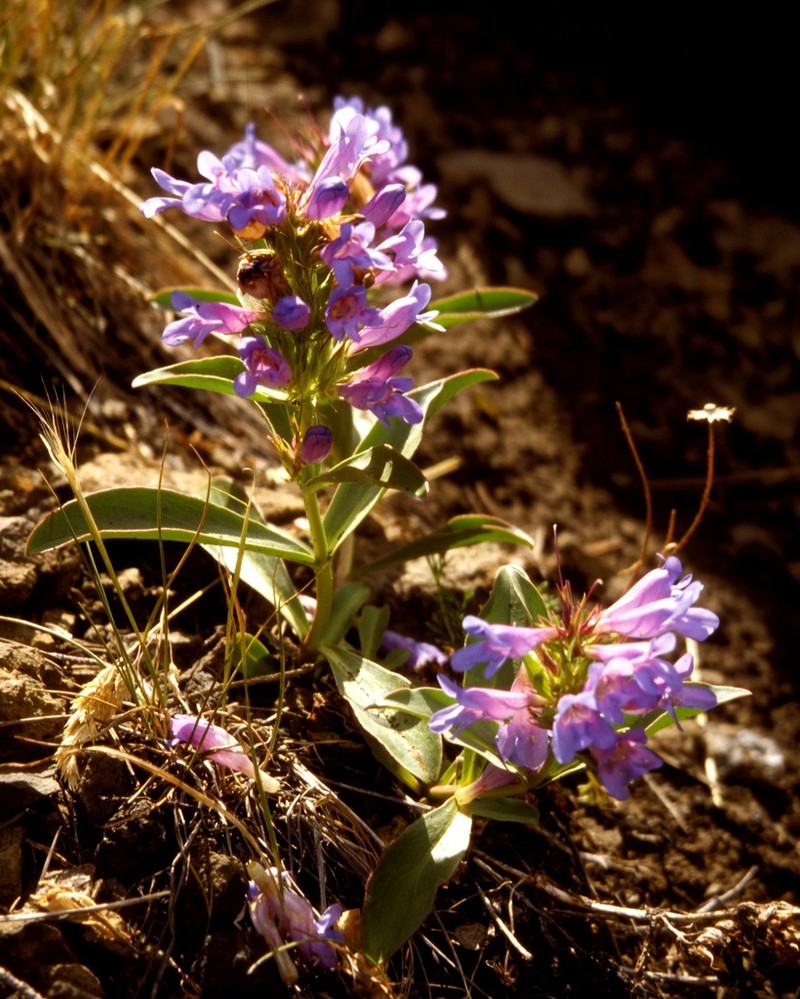 Absaroka Range Beardtongue photo 2