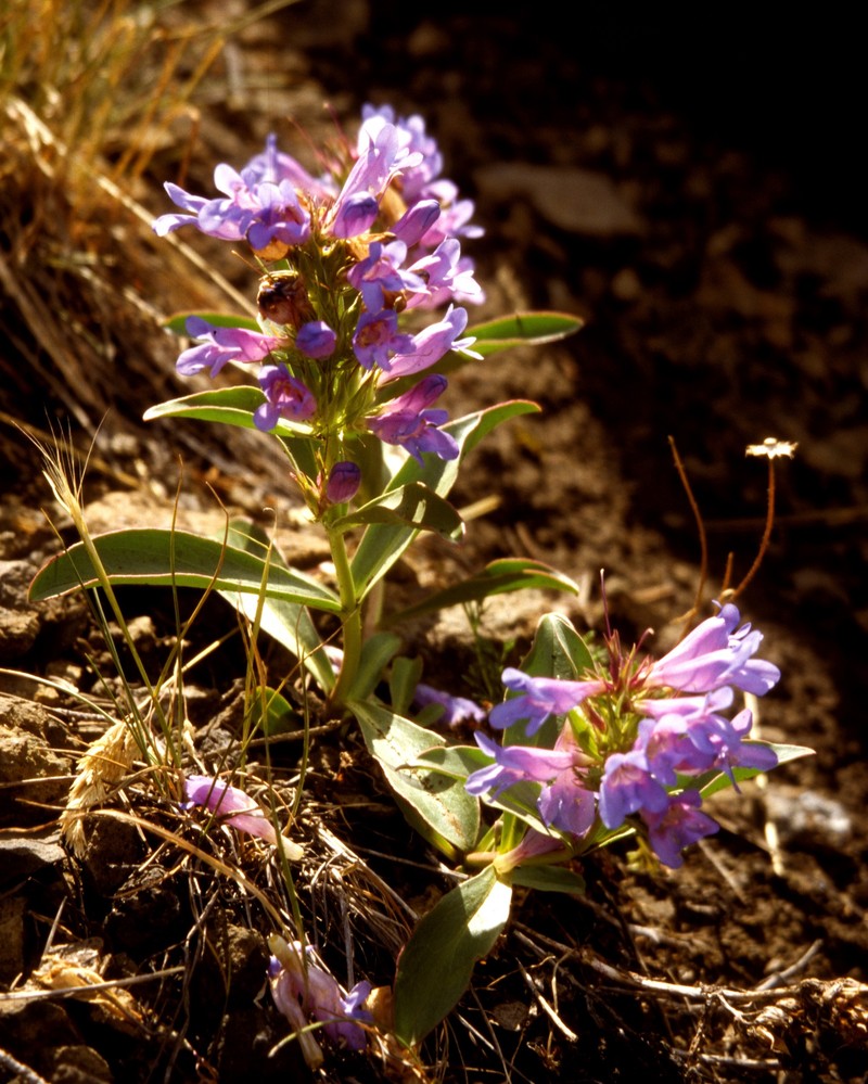 Absaroka Range Beardtongue photo 4