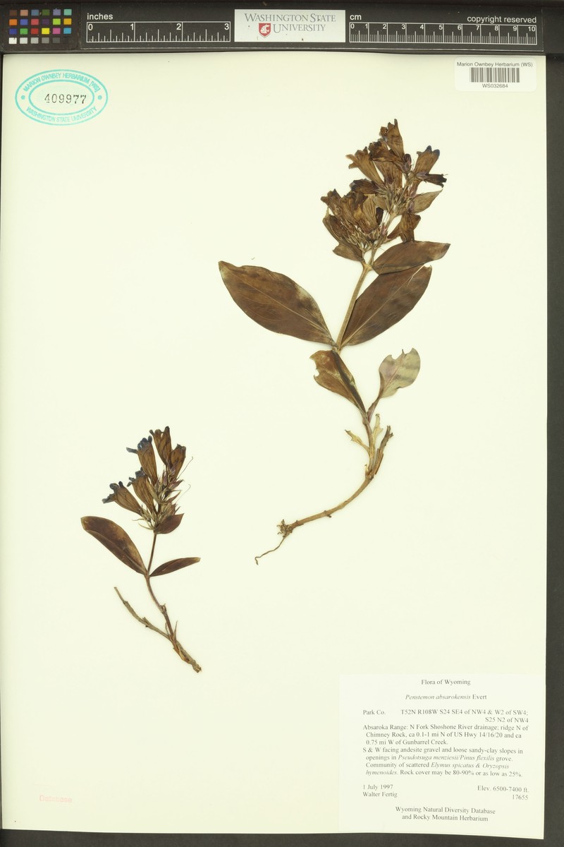 Absaroka Range Beardtongue photo 5