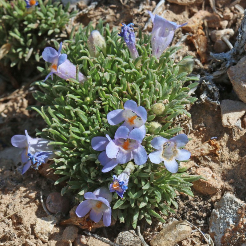 Stemless Beardtongue