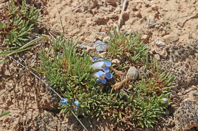 Stemless Beardtongue photo 2