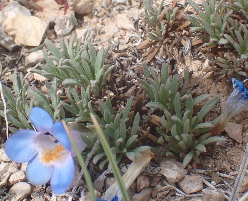 Stemless Beardtongue photo 3