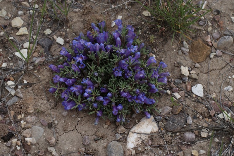 Stemless Beardtongue photo 4