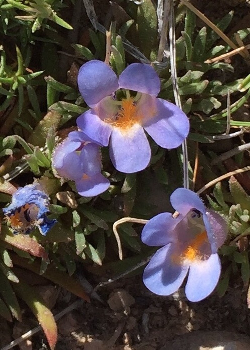 Stemless Beardtongue photo 5