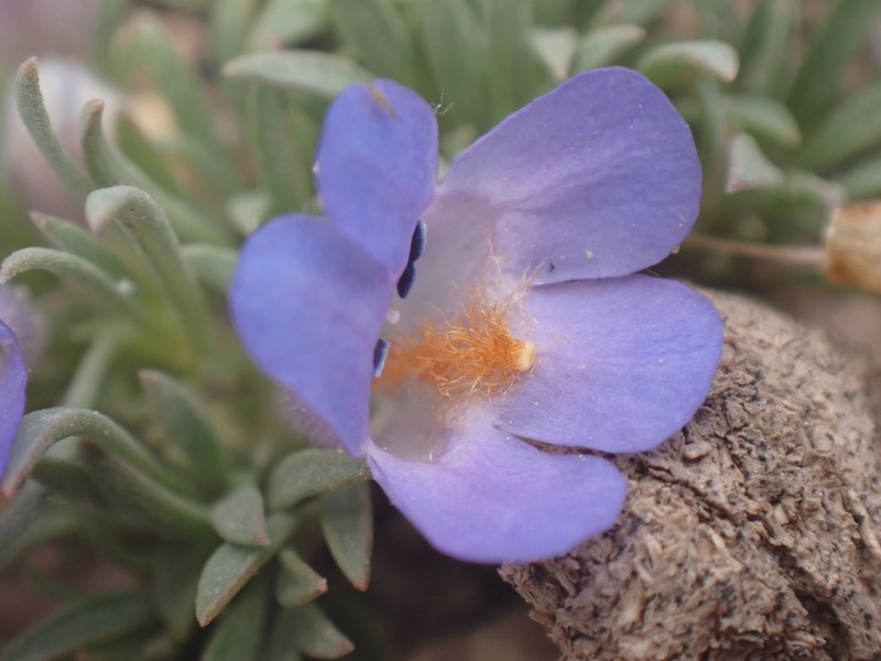 Stemless Beardtongue photo 6