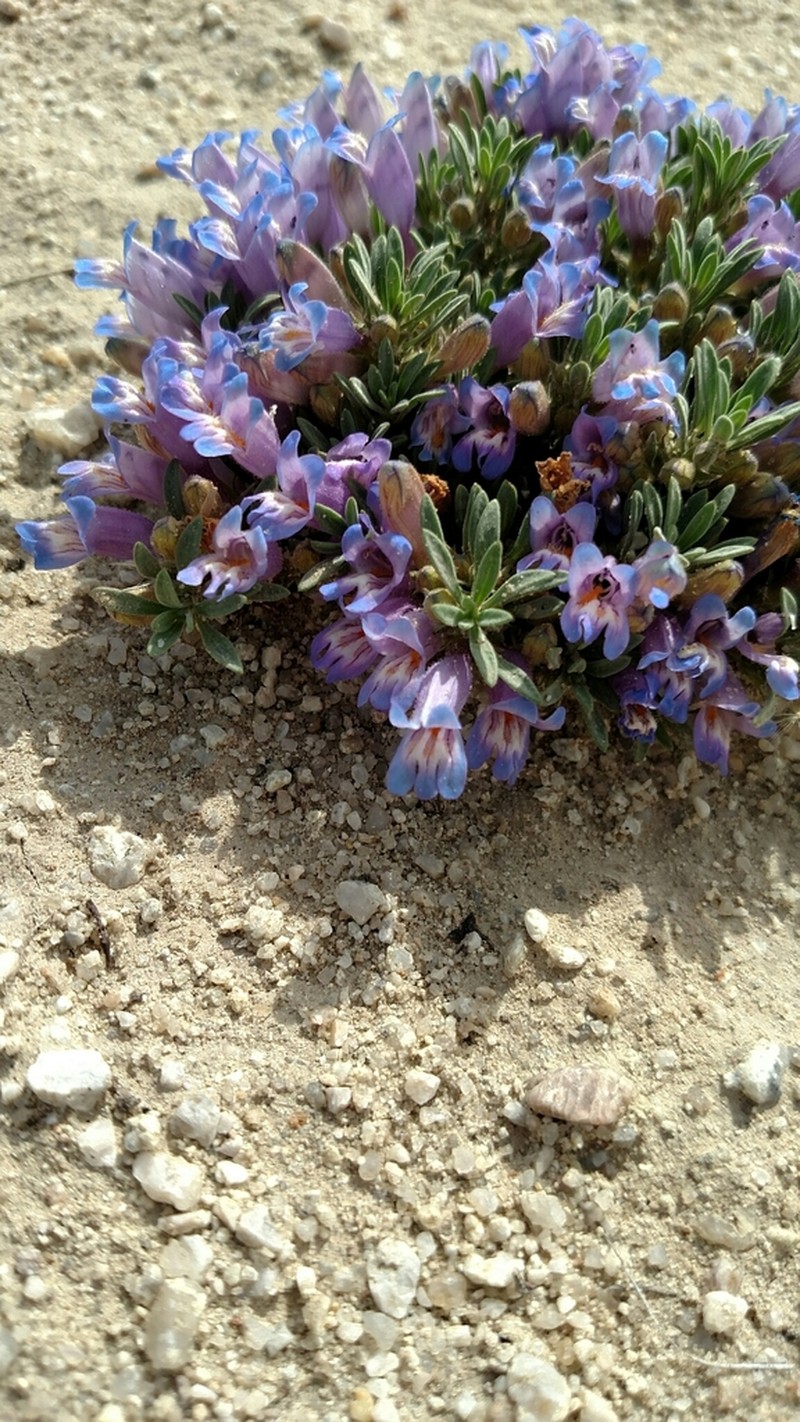 Stemless Beardtongue photo 7