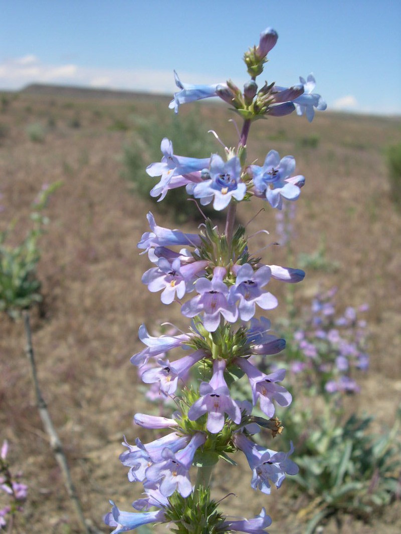 Sharpleaf Penstemon