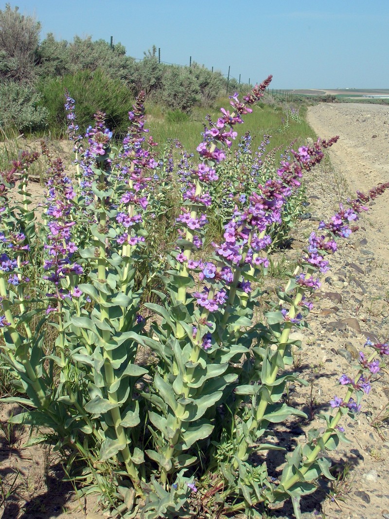 Sharpleaf Penstemon photo 2