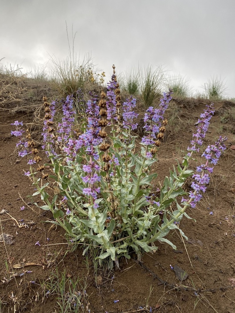 Sharpleaf Penstemon photo 3