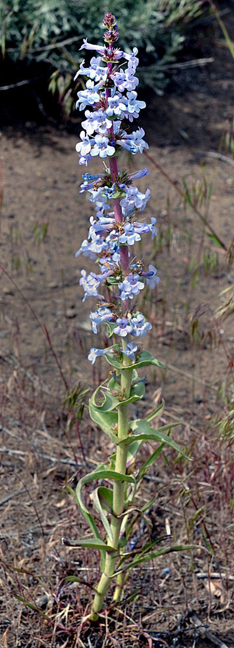 Sharpleaf Penstemon photo 4