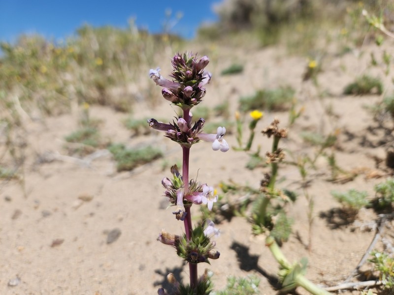 Sharpleaf Penstemon photo 5