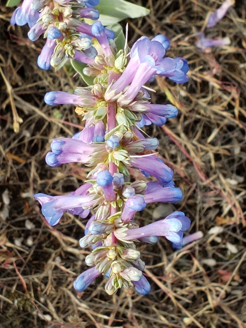 Sharpleaf Penstemon photo 7