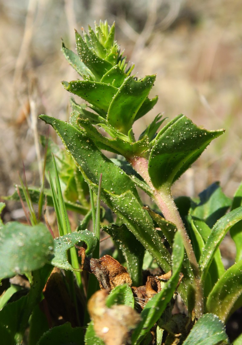Penstemon acuminatus var. acuminatus