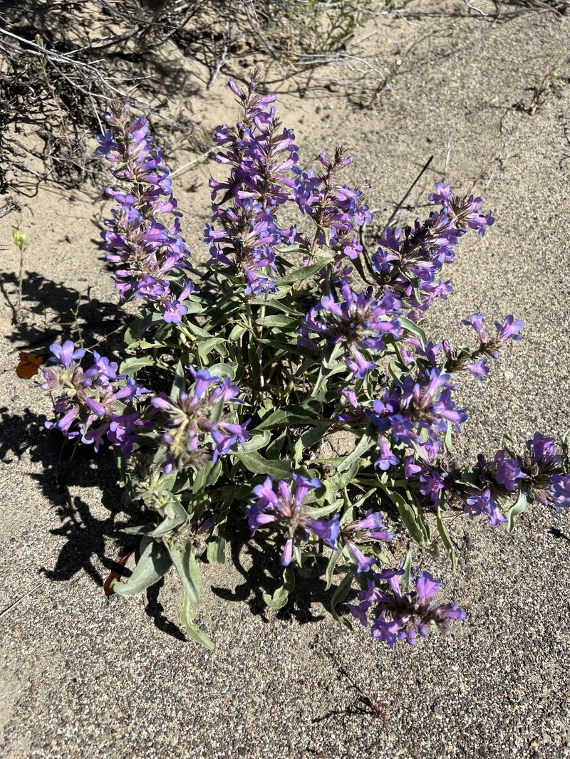 Penstemon acuminatus var. acuminatus photo 2