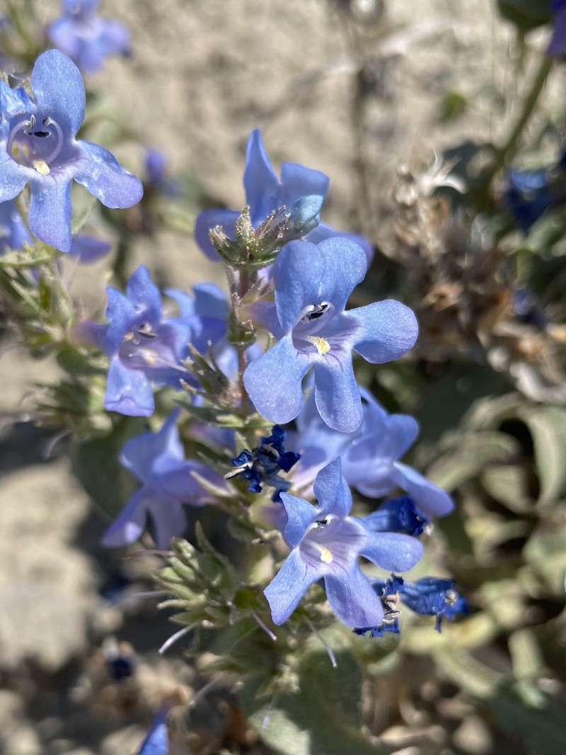 Penstemon acuminatus var. acuminatus photo 3