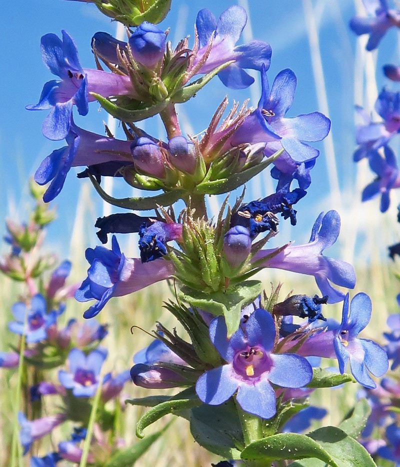 Penstemon acuminatus var. acuminatus photo 4