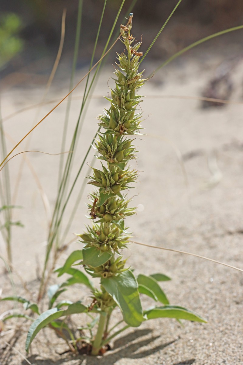 Penstemon acuminatus var. acuminatus photo 5