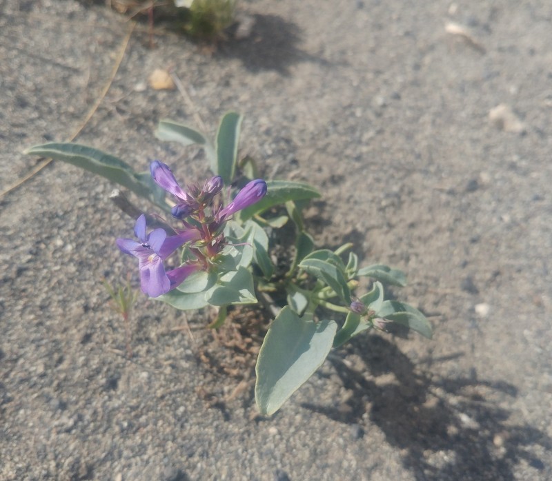 Penstemon acuminatus var. acuminatus photo 6