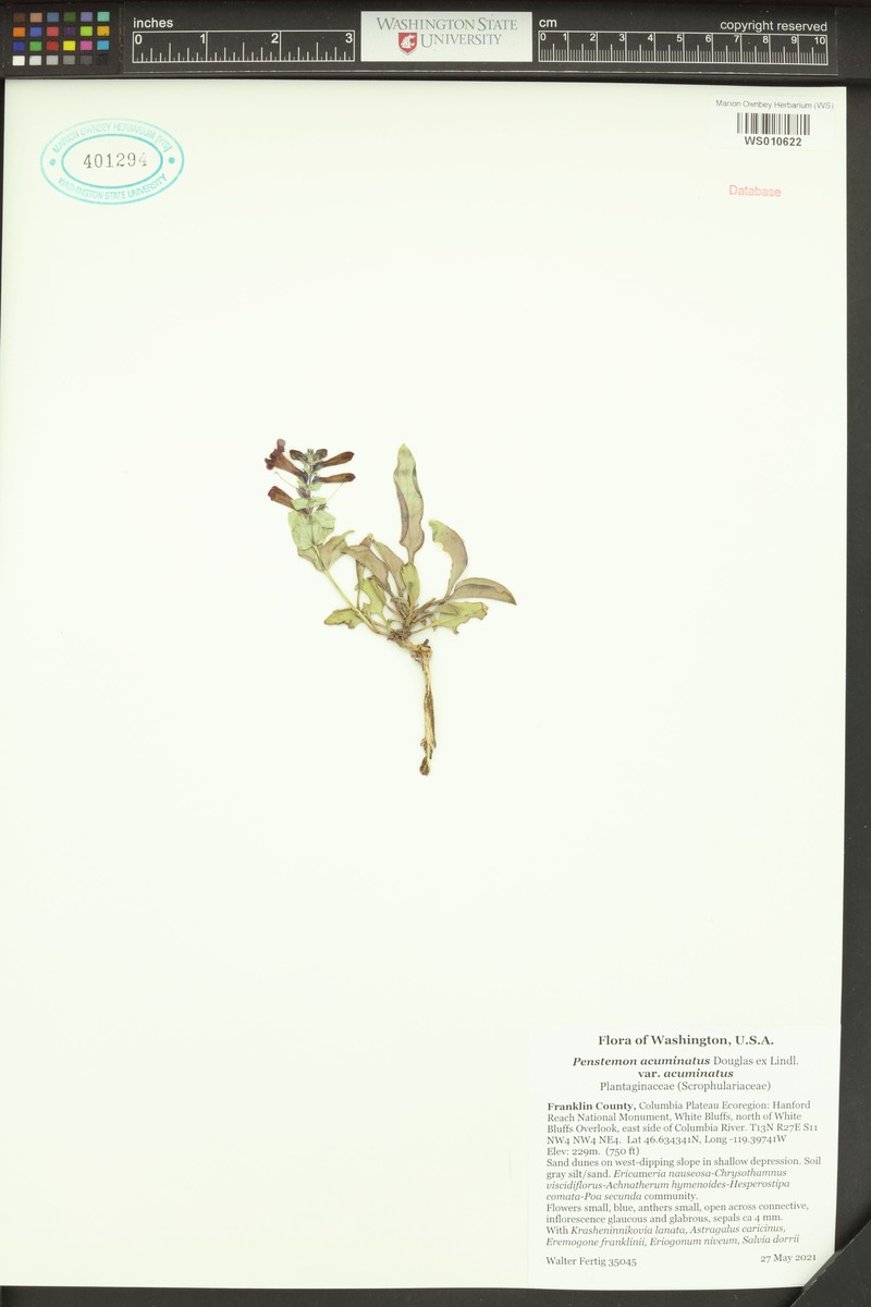 Penstemon acuminatus var. acuminatus photo 7