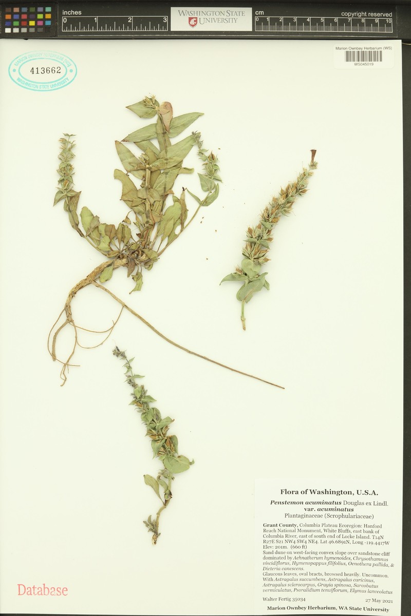 Penstemon acuminatus var. acuminatus photo 8