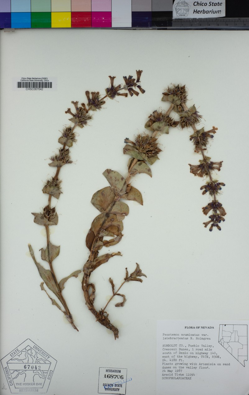 Penstemon acuminatus var. latibracteatus
