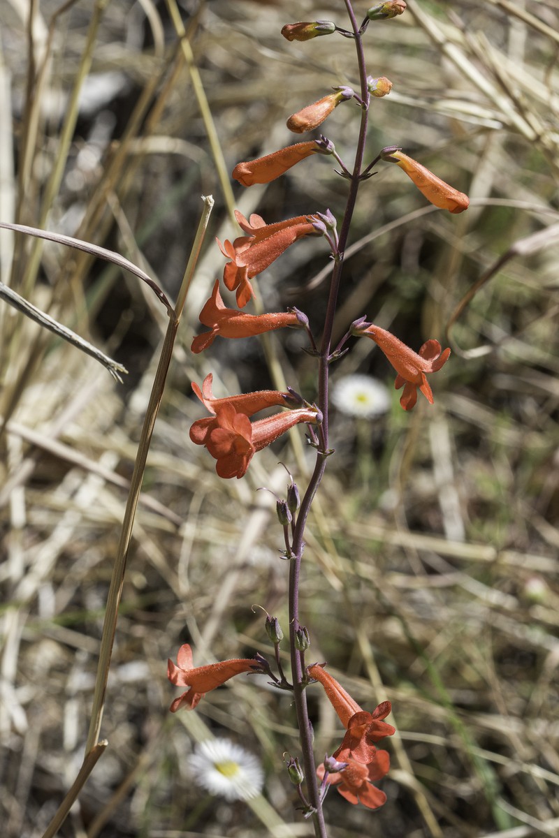 Los Alamos Beardtongue