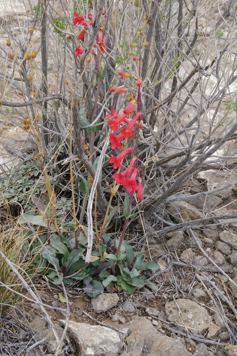 Los Alamos Beardtongue photo 2