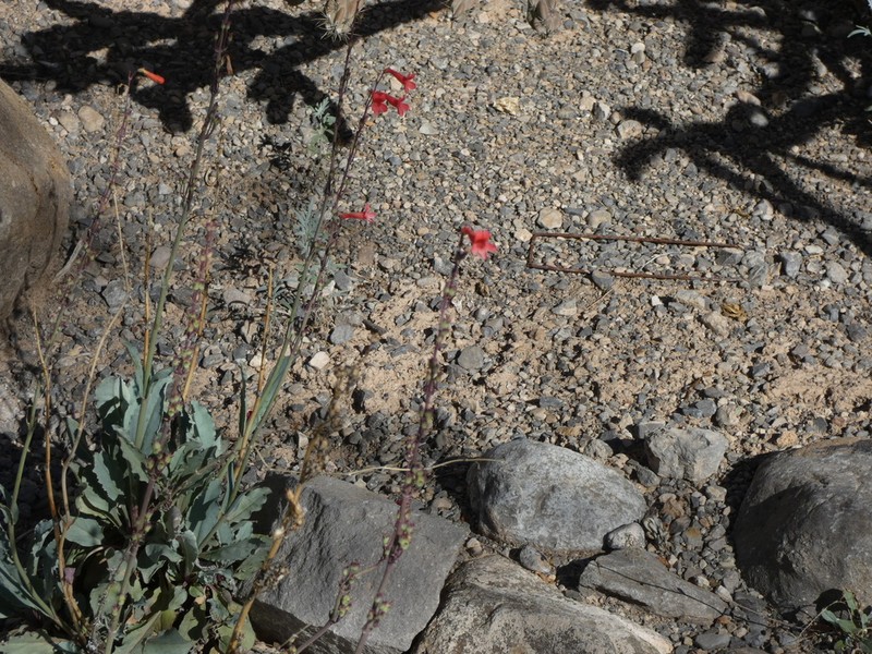 Los Alamos Beardtongue photo 3