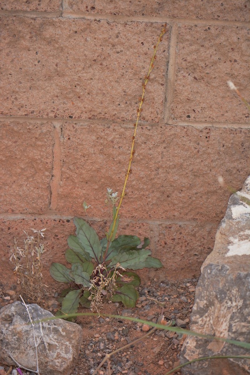 Los Alamos Beardtongue photo 4
