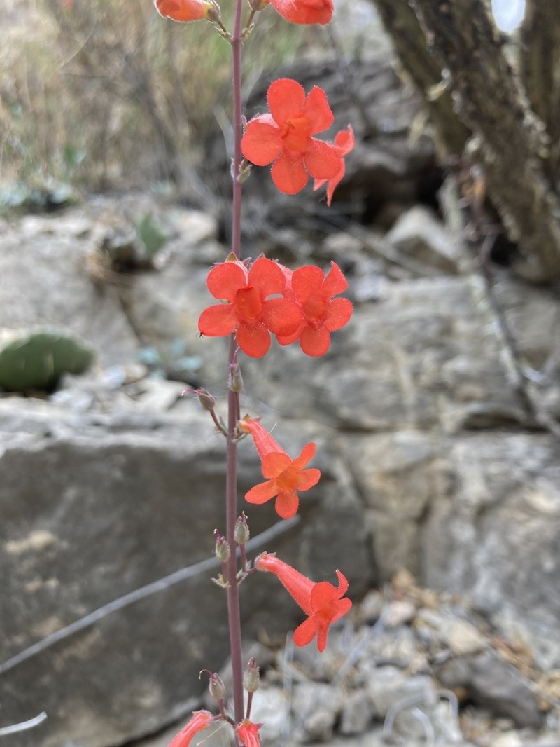 Los Alamos Beardtongue photo 5