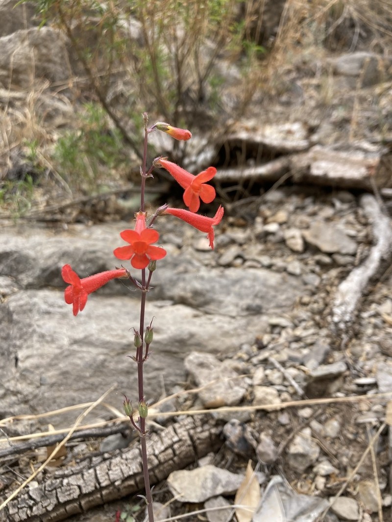Los Alamos Beardtongue photo 6