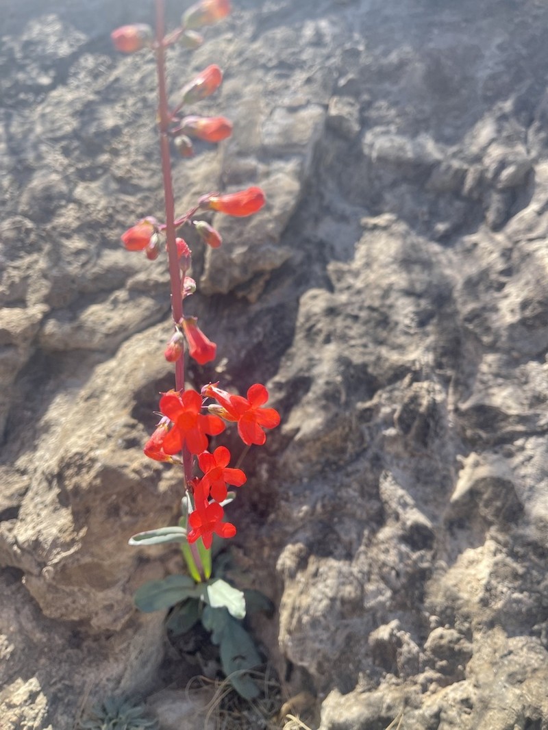 Los Alamos Beardtongue photo 7