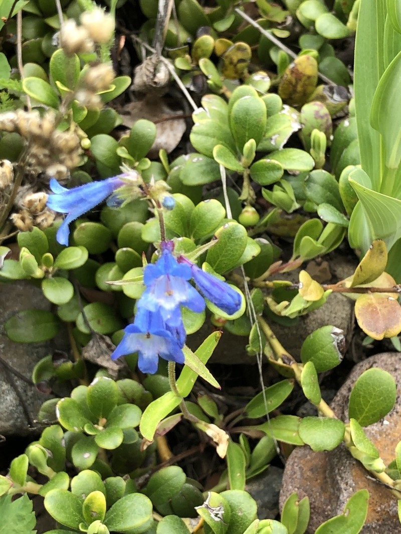 Alberta Beardtongue