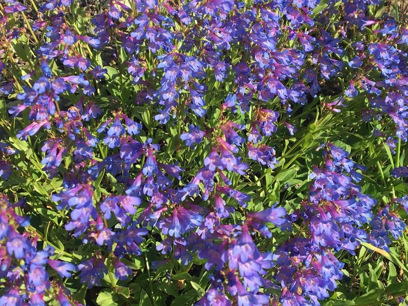 Alberta Beardtongue photo 2