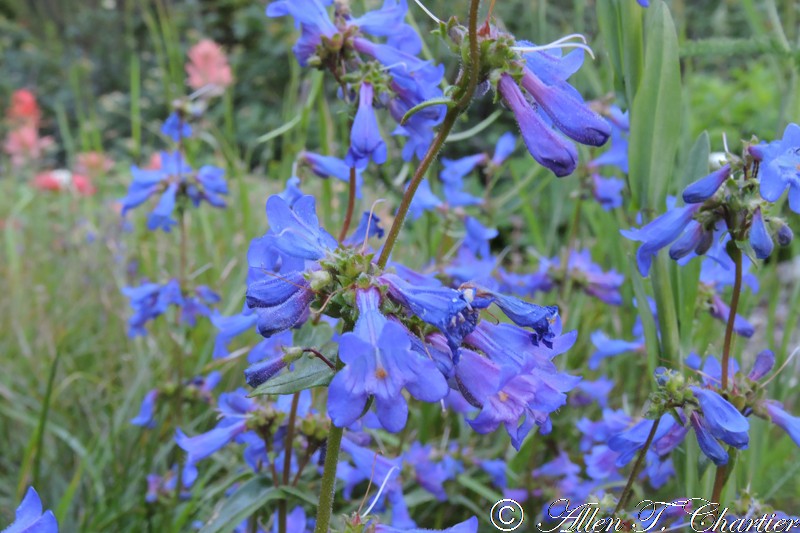 Alberta Beardtongue photo 3