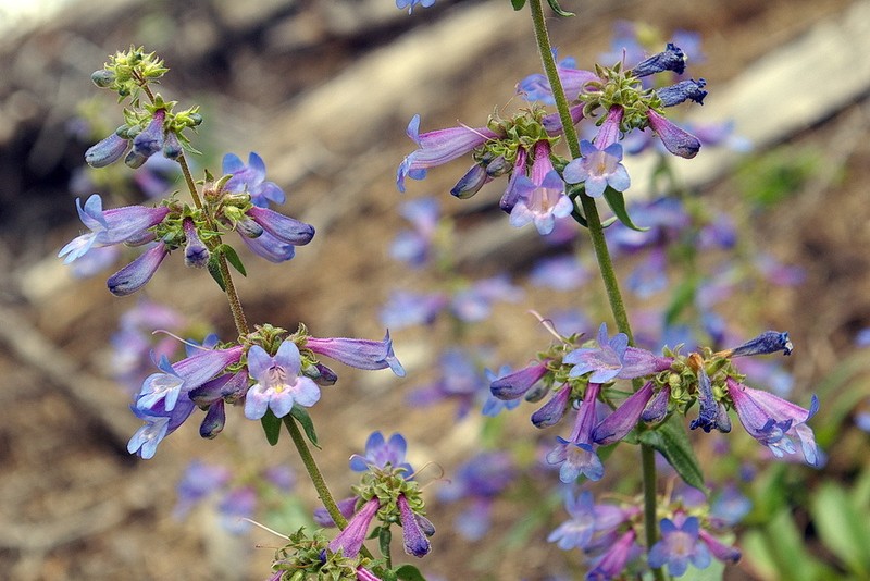 Alberta Beardtongue photo 4