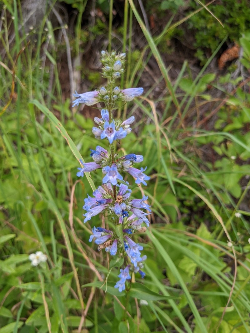 Alberta Beardtongue photo 5