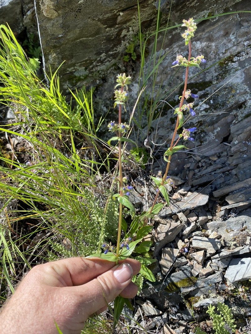 Alberta Beardtongue photo 6
