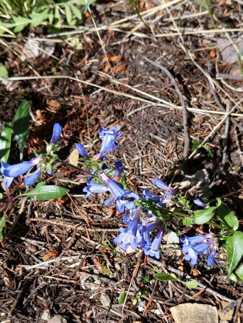 Alberta Beardtongue photo 7