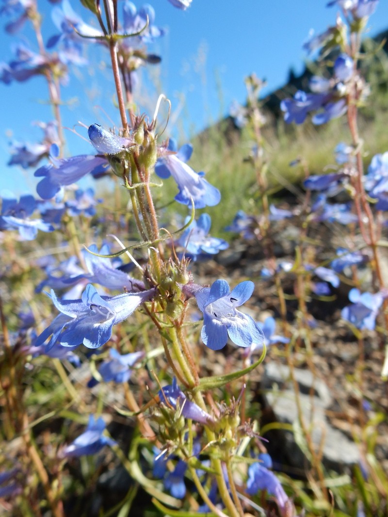 Alberta Beardtongue photo 8