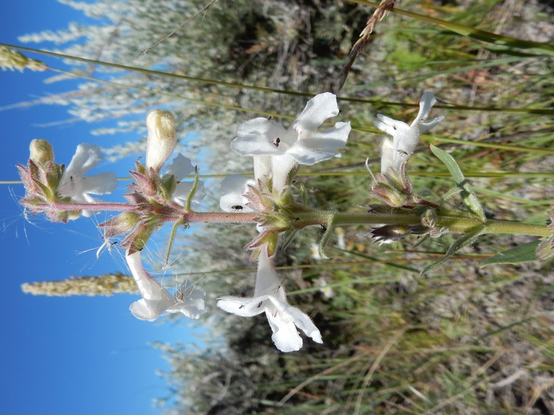 White Penstemon photo 3