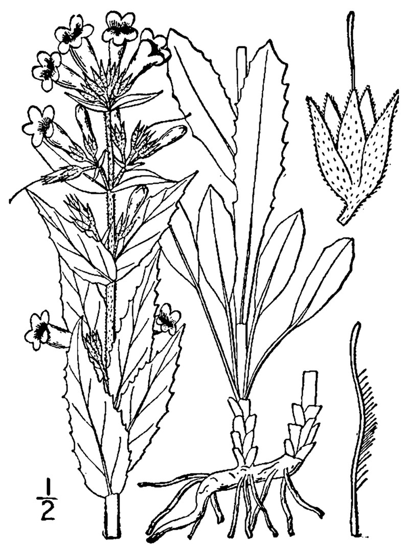 White Penstemon