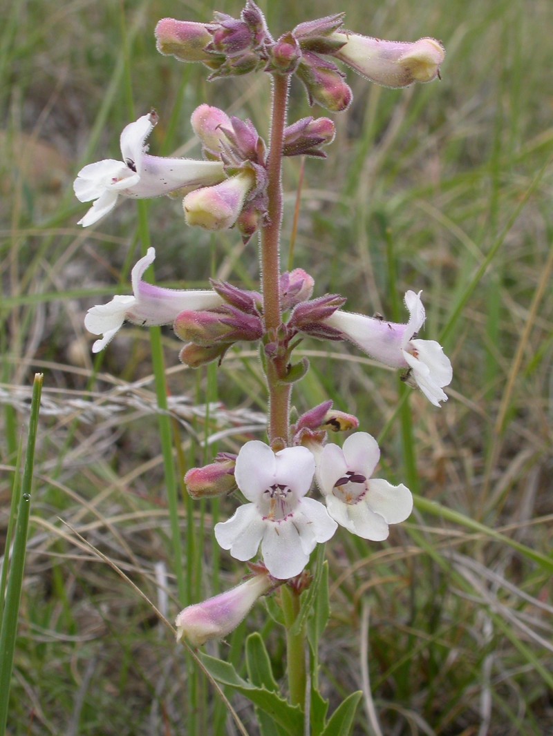 White Penstemon photo 2