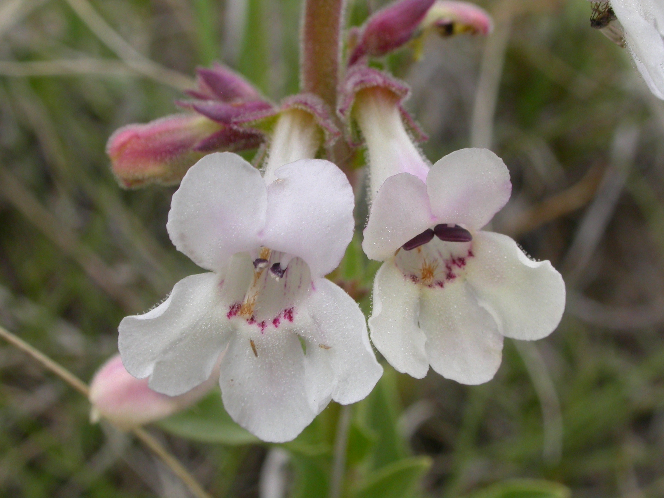 White Penstemon photo 4