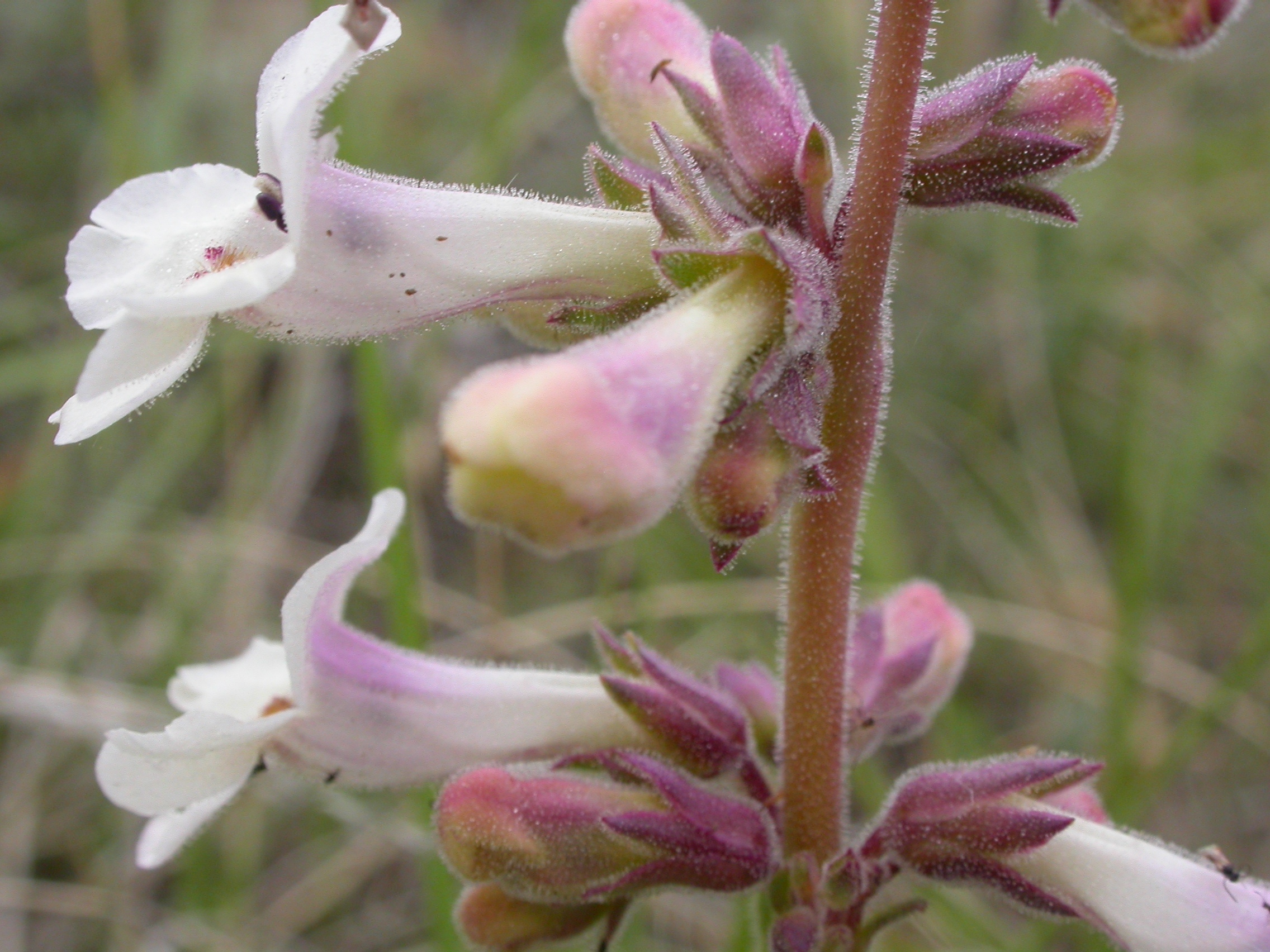 White Penstemon photo 5