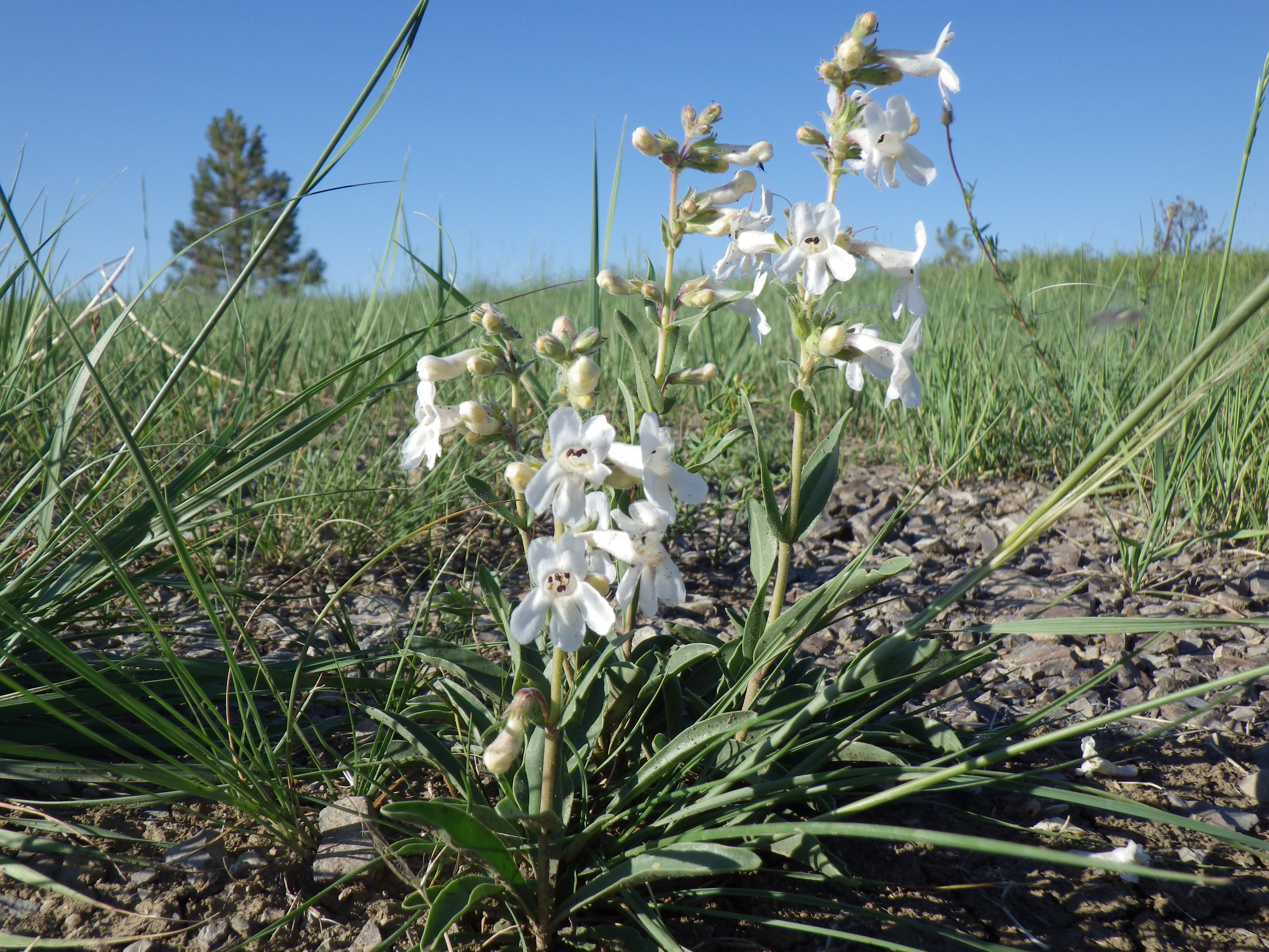 White Penstemon photo 6