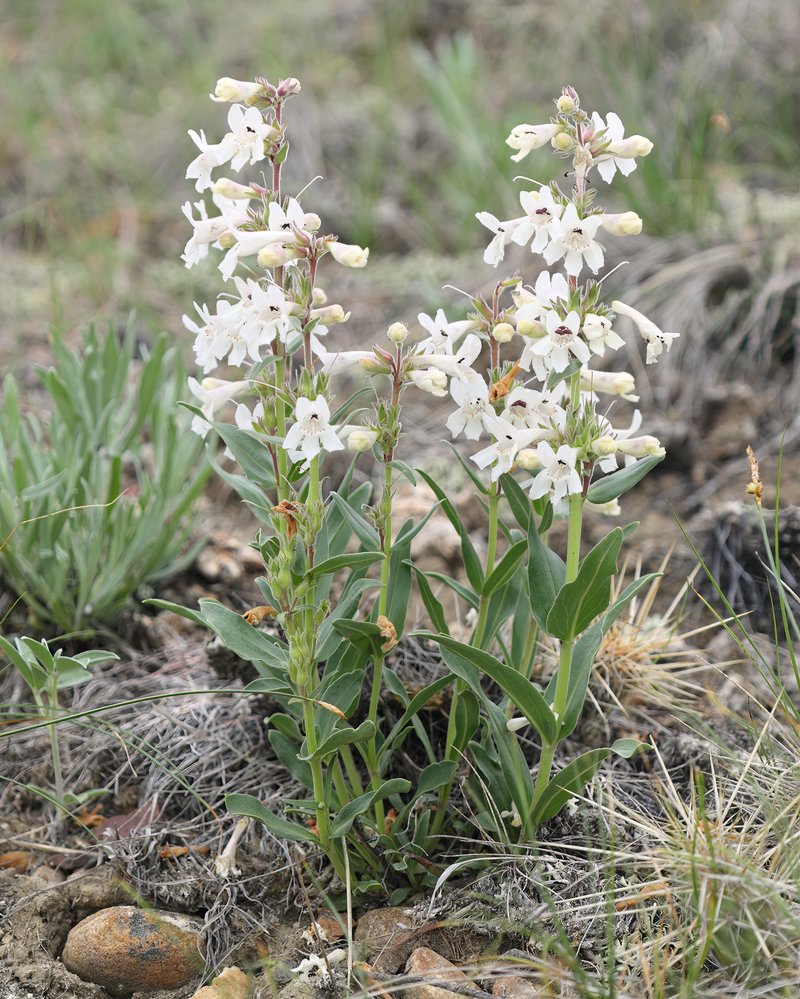 White Penstemon photo 7