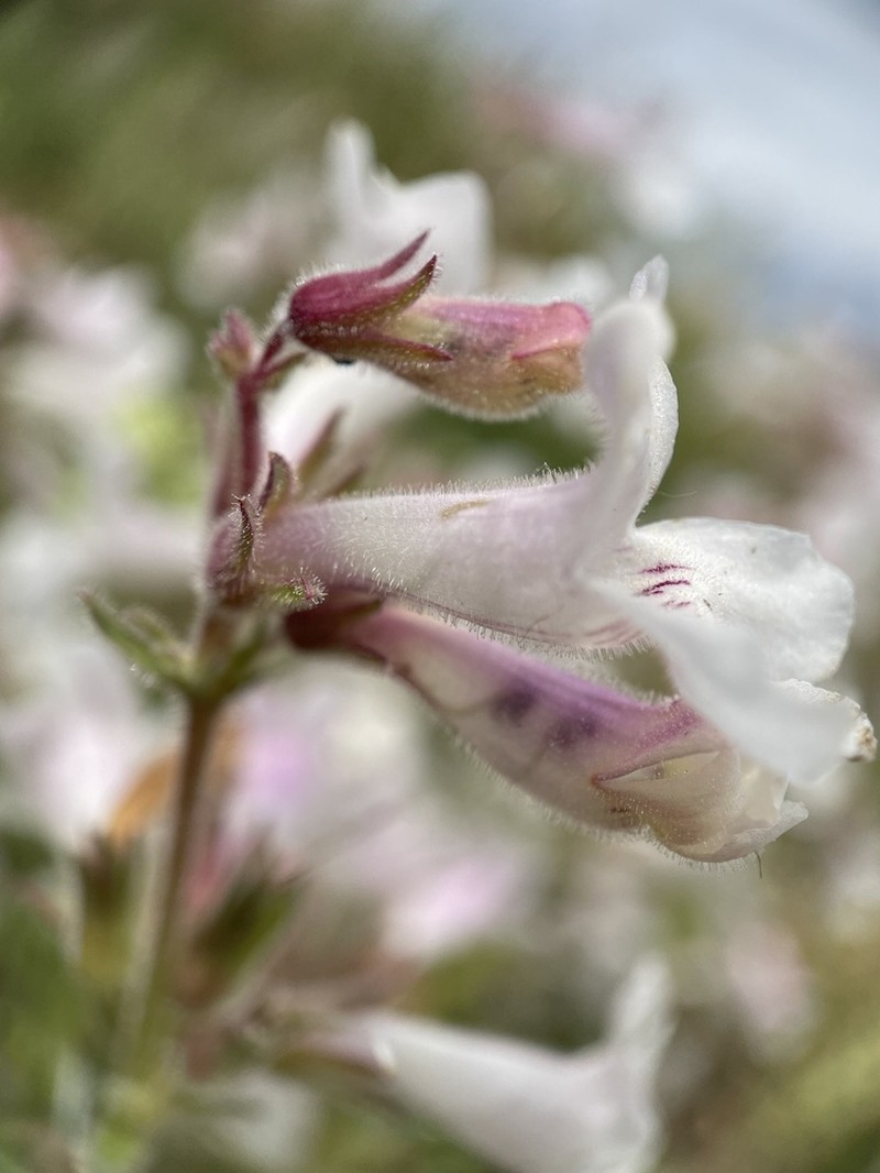 White Penstemon photo 8