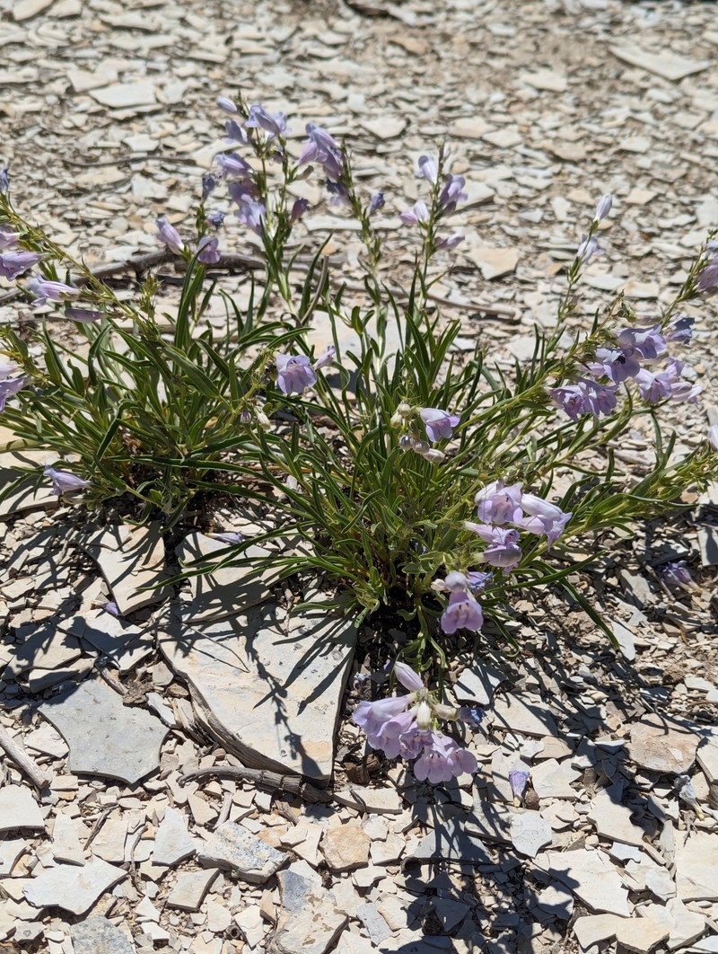 Penstemon albifluvis