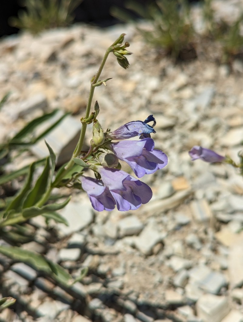 Penstemon albifluvis photo 2